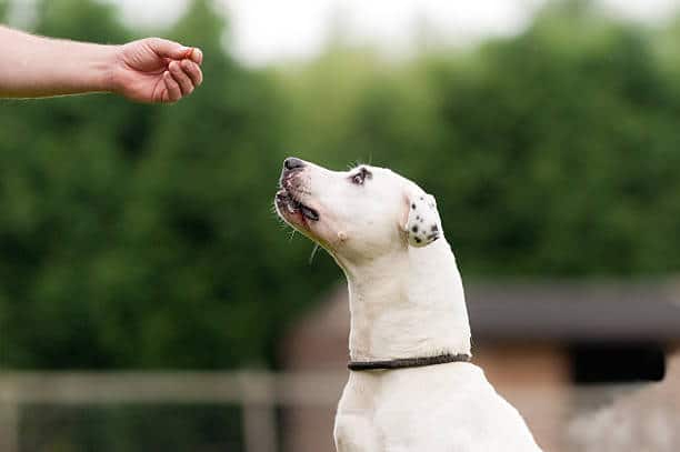 Boynton beach dog training