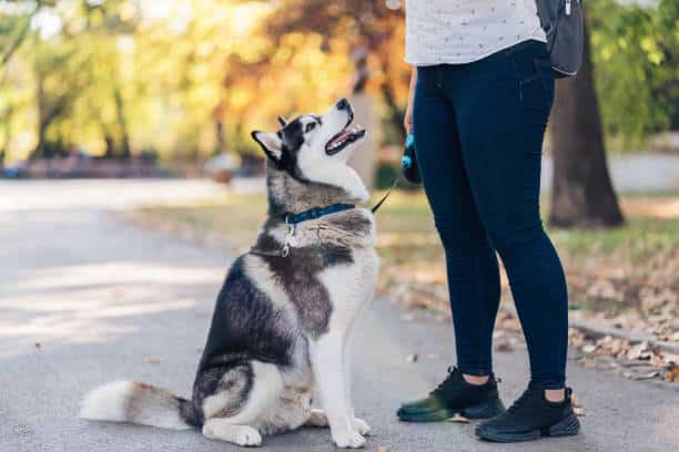 boca raton dog training