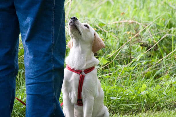 palm beach dog training