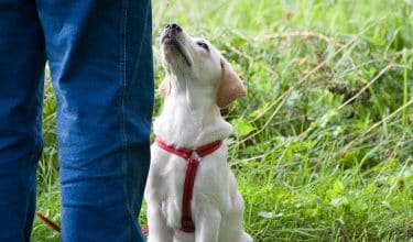 dog training