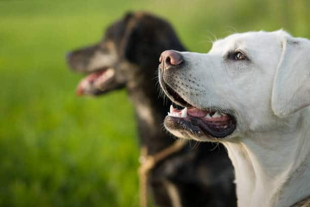 Fort Lauderdale Dog Training