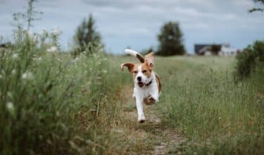 Off Leash Dog Training