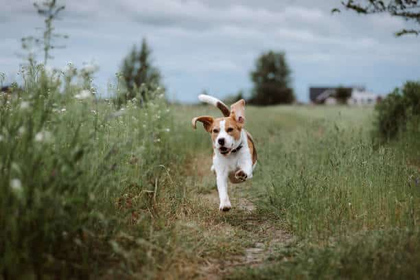 Off Leash Dog Training