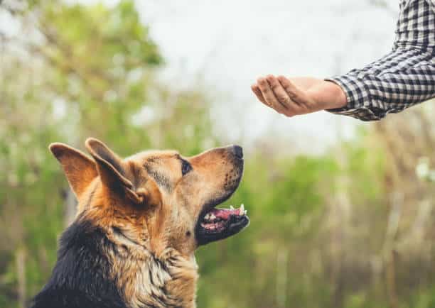 Pembroke Pines Dog Training