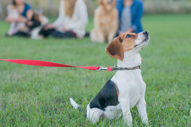 Sunrise Dog Training 