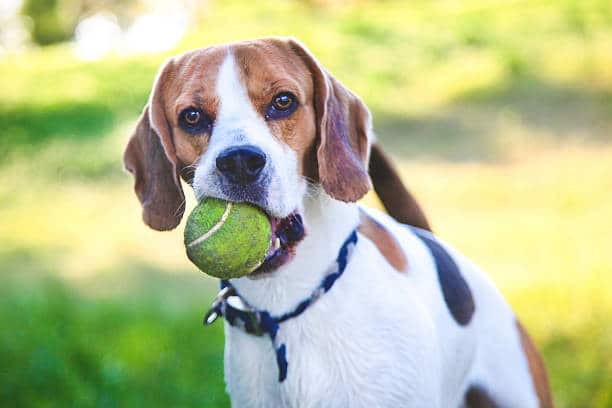 deerfield beach dog training