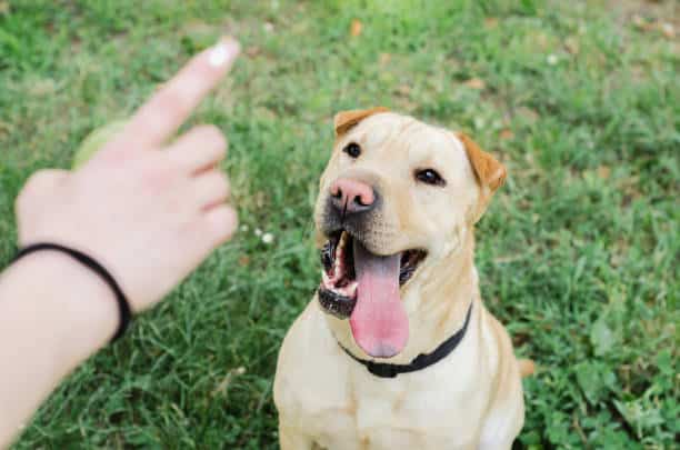 hialeah dog training