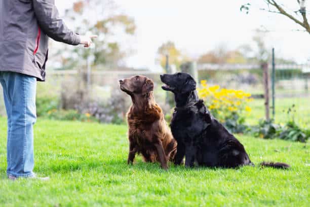 weston dog training