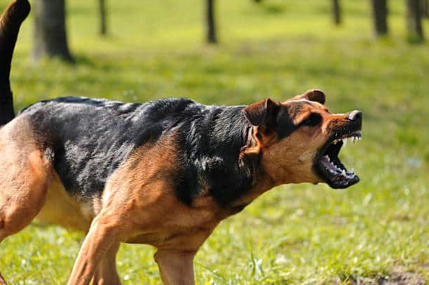 aggressive dog training