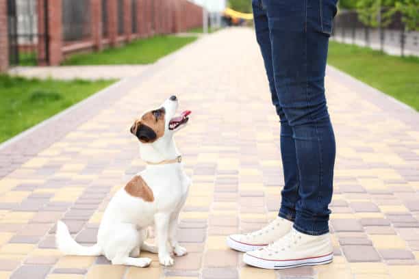 lauderhill dog training