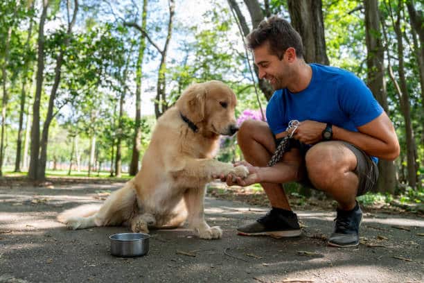 dog obedience training palm beach