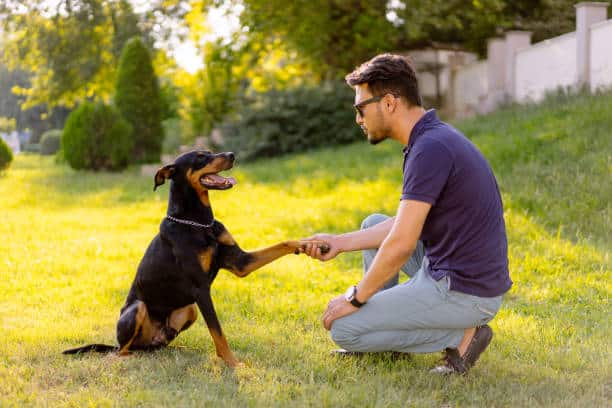 dog obedience training wellington