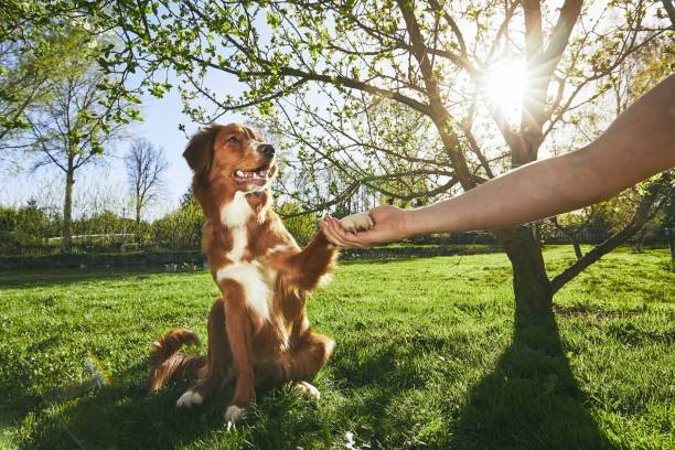 dog training