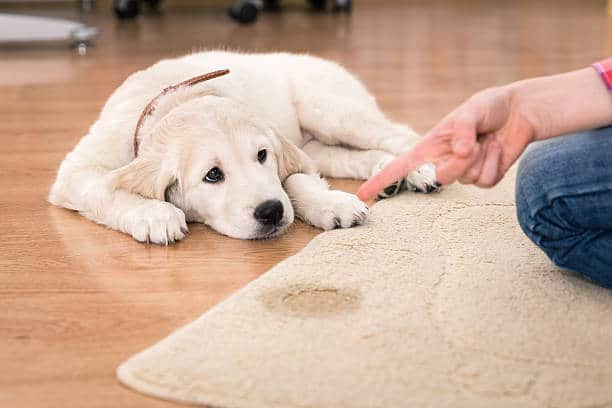 dog obedience training pompano beach