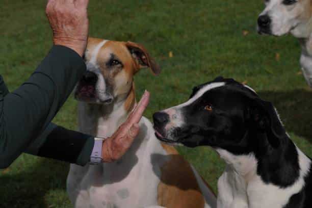 Dog Obedience Training Tamarac