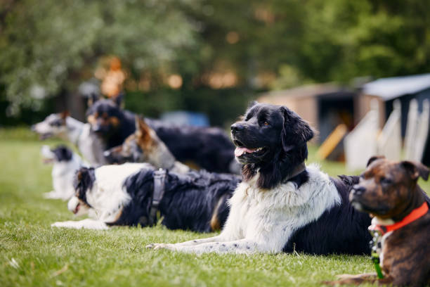 Dog Obedience Training Lantana
