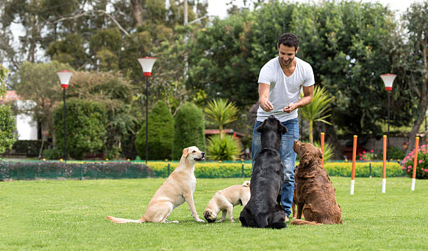 Dog Obedience Training Palm Beach Gardens