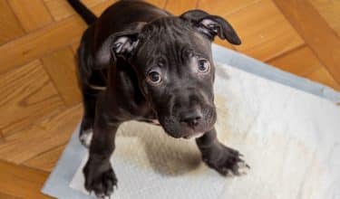 Puppy potty training