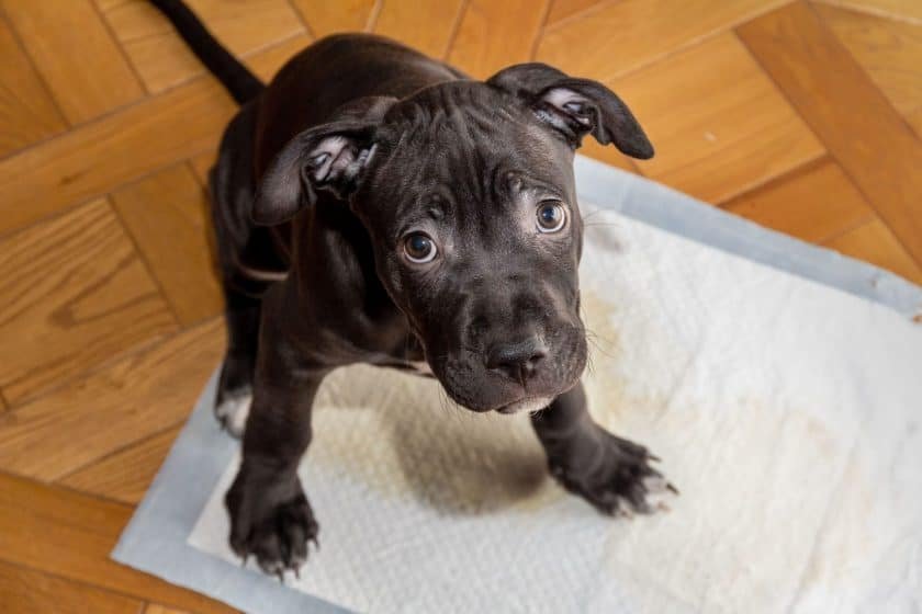 Puppy potty training