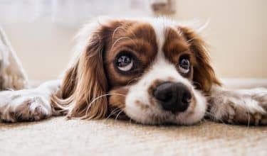 dog with puppy eyes looking