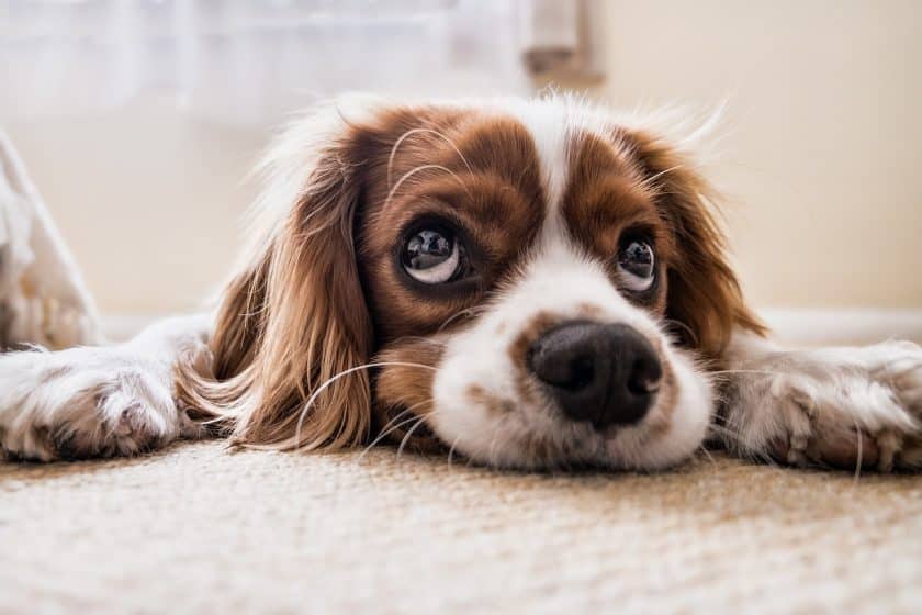 dog with puppy eyes looking