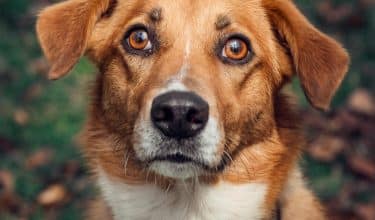 anxious dog of brown and white coat