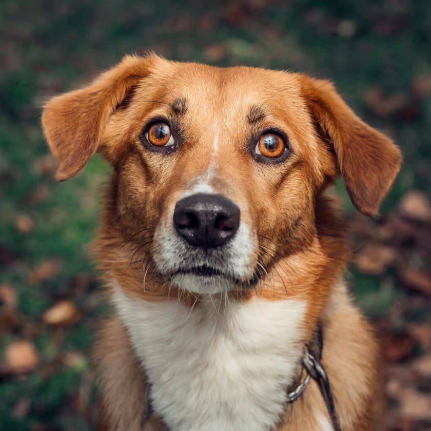 anxious dog of brown and white coat