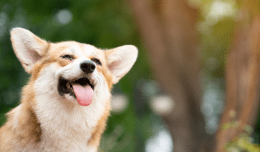 dog in training